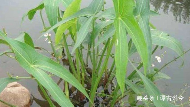 杂草|农村一种野草生在水沟里,常被当杂草,殊不知球茎30元一斤
