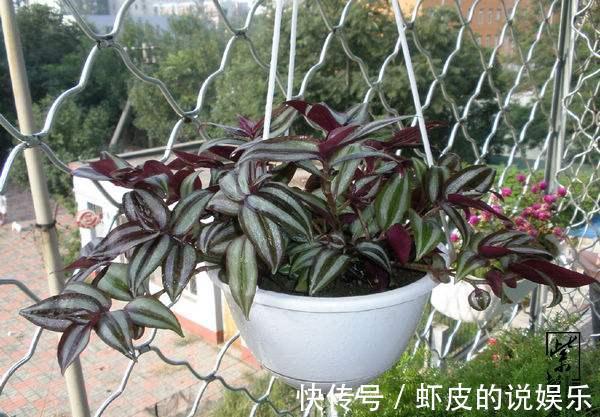 家里光线差，几种室内植物极耐阴，不仅好看好养，还净化空气