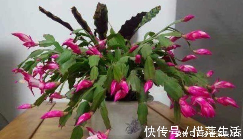 松针松针|养花“有窍门”,往盆里撒点“它”,花卉长得旺,呼呼疯长!