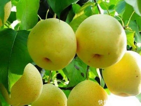 领导干|香水梨树整形修剪的常用树形种类介绍!