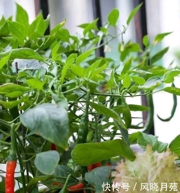 阳台种辣椒有妙招,盆里加点小东西,辣椒成串,吃不完