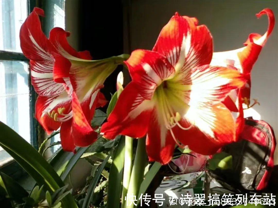 花花|阳台党的烦恼,没有院子,只能挖空心思养花