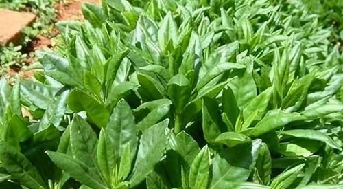 女性想要身體好，常吃3種食物，排毒瘦身，疏通血管，增強(qiáng)抵抗力