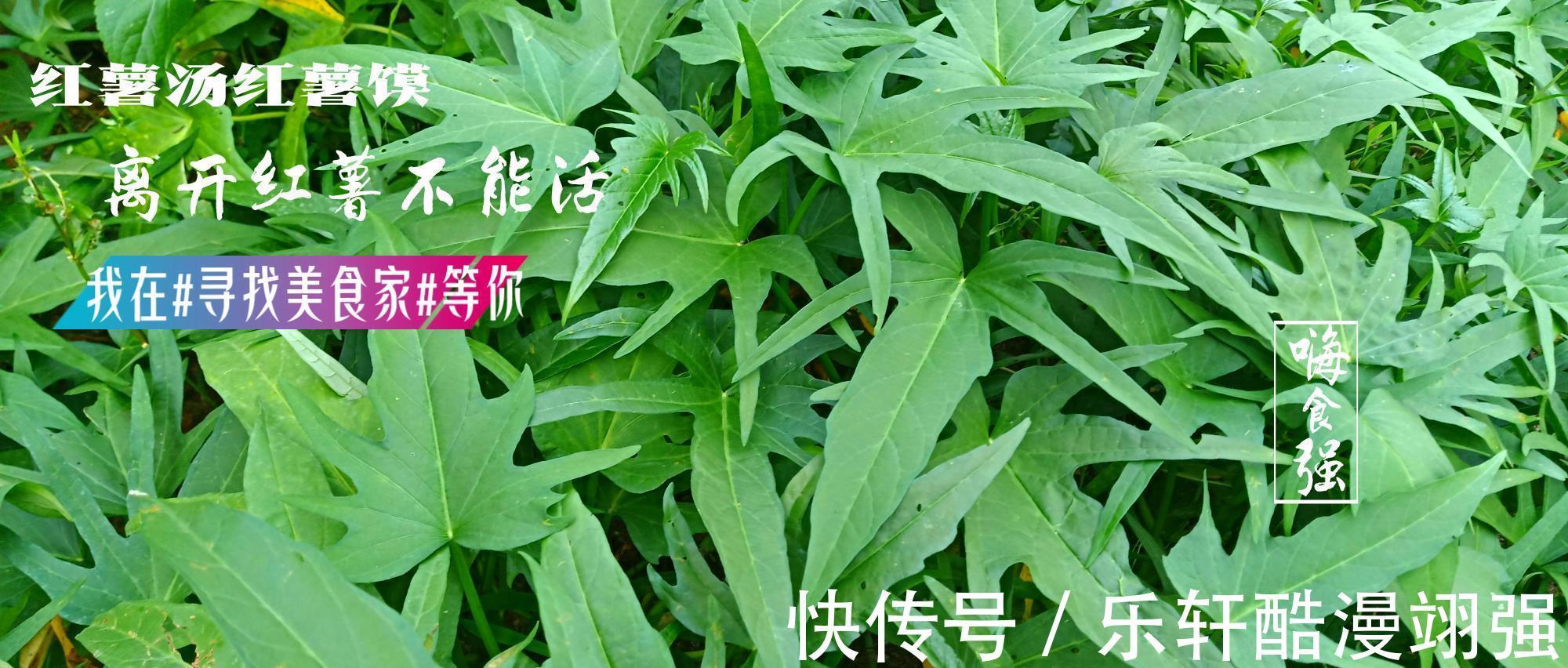 红薯叶|红薯叶这样做太好吃了,营养不流失,给肉也不换