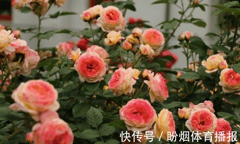 小苏打|厨房清洁“神器”小苏打,拿来养花,2种用法5大好处