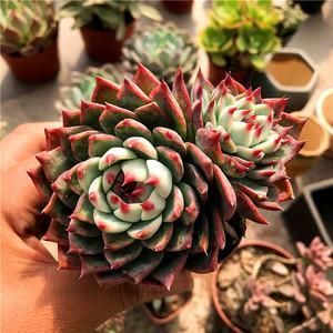 新手养多肉，这3种多肉别轻易养，怕你觉得养护太简单！