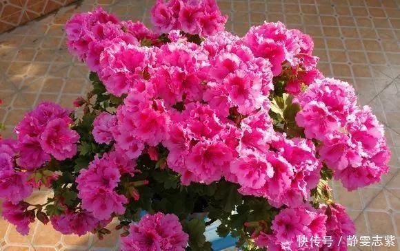 种花|不要再养绿萝吊兰了,快来试试时下最流行的3种花,漂亮又好看