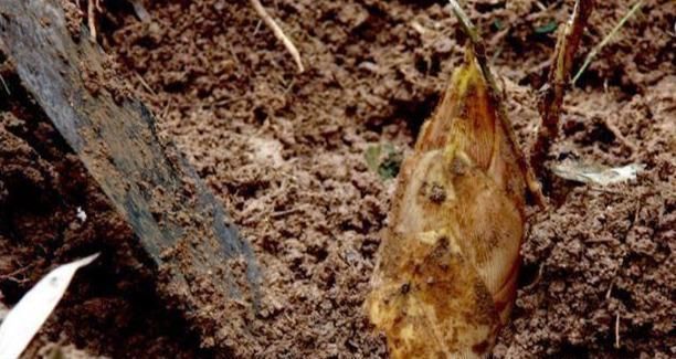 竹笋|老农挖竹笋时,挖到2个带血鸡蛋,专家鉴定后开价80万欲购买