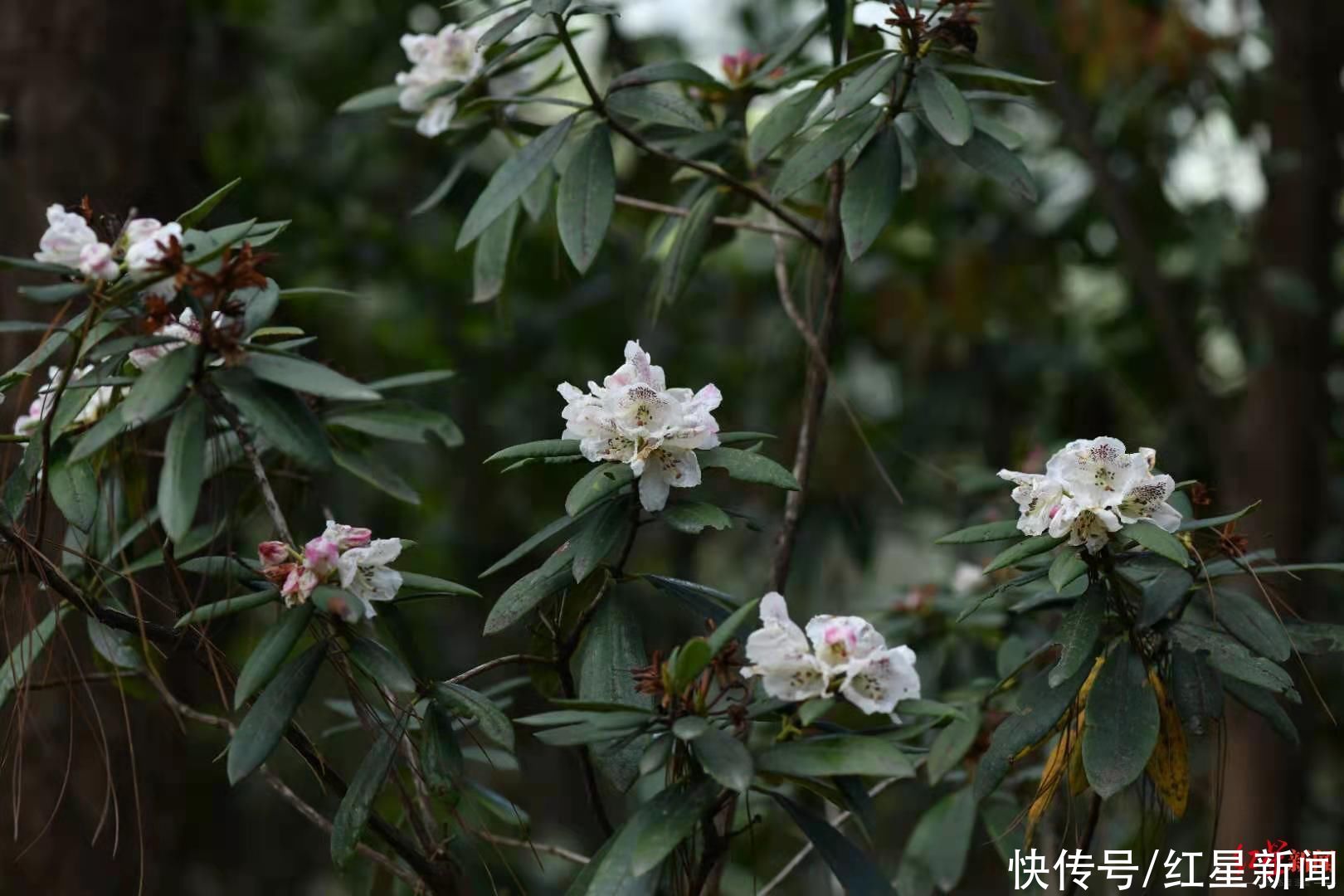 地方 这个地方发现桃叶杜鹃花,属四川省首次在野外发现