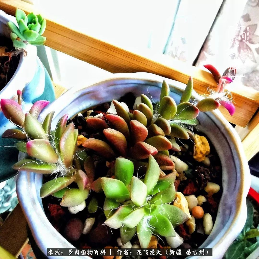 对多肉是发自内心的喜欢,心甘情愿被它们俘虏!