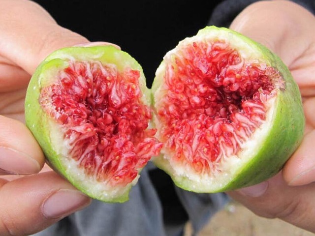 无花果|此果是货真价实的“生命之果”,不但好吃到逆天,营养也忒丰富了