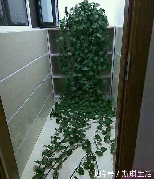 老花农养植物从不买肥料，浇水时加点它，绿萝一个月能窜上天