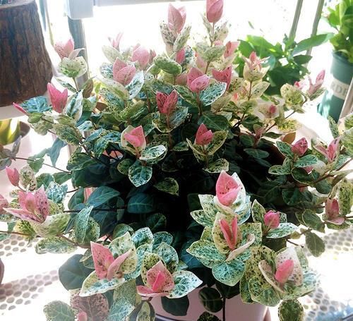 这“花”耐阴又好养,叶比花好看,阳台养一盆,可赏300天