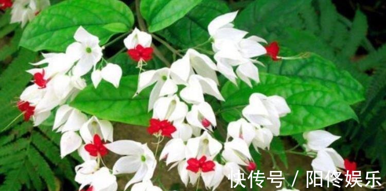 三角梅|家里就养5种花,耐旱又耐晒,开花红红火火,旺财又旺运!