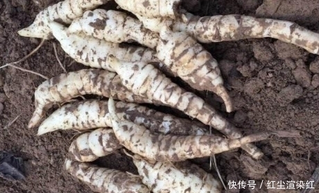 地里挖到这种“大白虫子”,请尽量装起来,因为目前价值很高