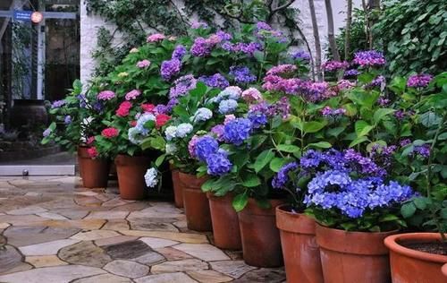 这份让春季花园“爆花”的清单你收藏一下吧！