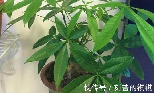 养花用什么水浇灌2种'万能浇花水',浇啥花都能越长越旺盛