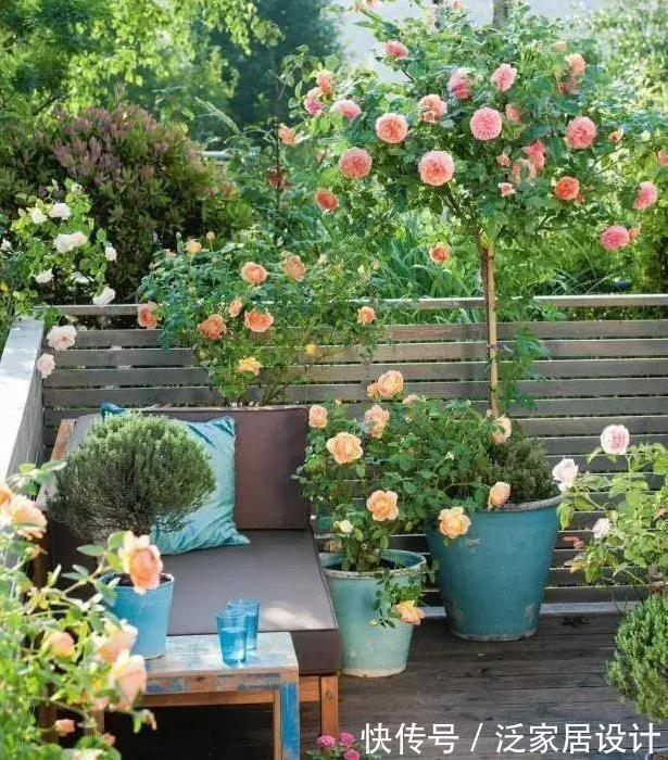 养月季，学会这个小动作，月季轻松长成树，花开满枝