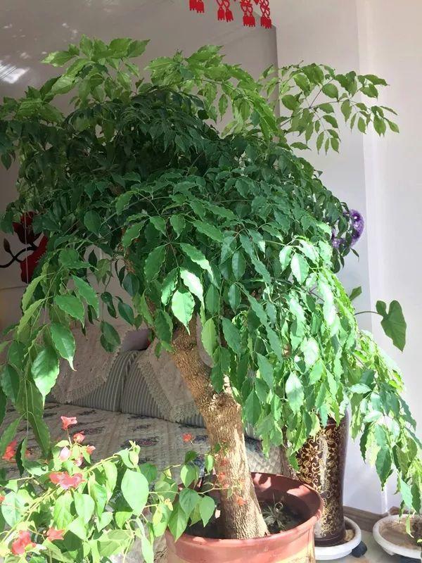 客厅4种树,冬剪枝条插土里,20天冒白根,能多出10盆