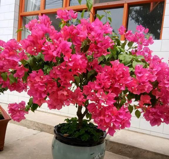 三角梅不开花,控水之前落下“这1步”,控完还是不开花