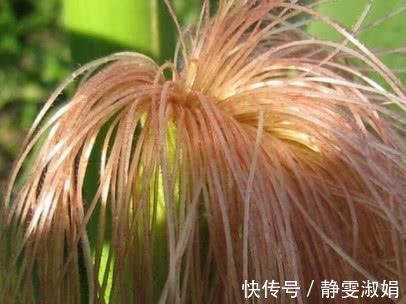 苹果|前列腺炎的“天敌”，男人常吃，能消炎杀菌，保护前列腺