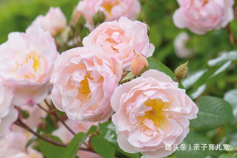 喜欢玫瑰，不如就养“高档玫瑰”莱克夫人，花开妖娆，高贵优雅！
