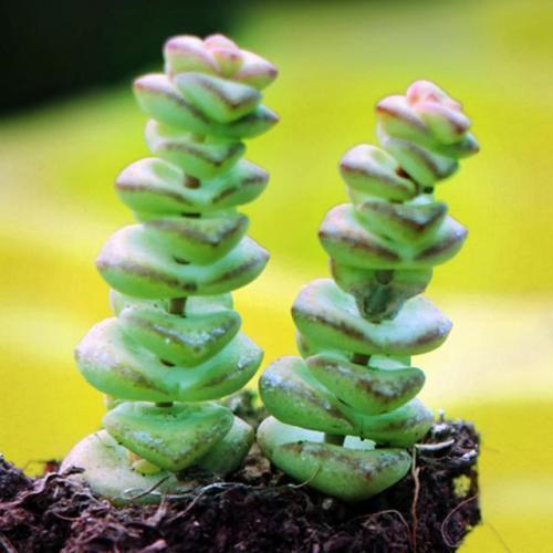 7种“美”多肉，夏天养成“瀑布”，叶片肉嘟嘟，格外好看！