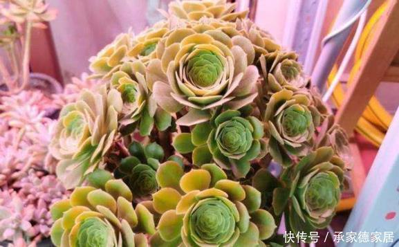 犀牛角|有些多肉状态非常美，但是它很“臭”，室内不要多养，多了很糟心