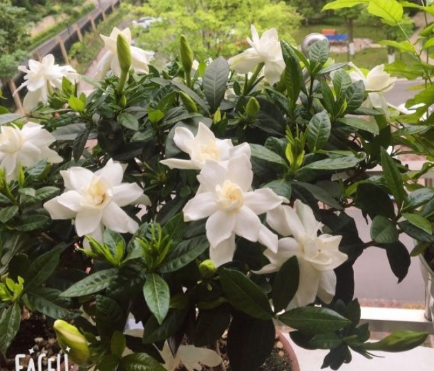 北方家里当宝的花，南方大马路上全都是，我酸了！