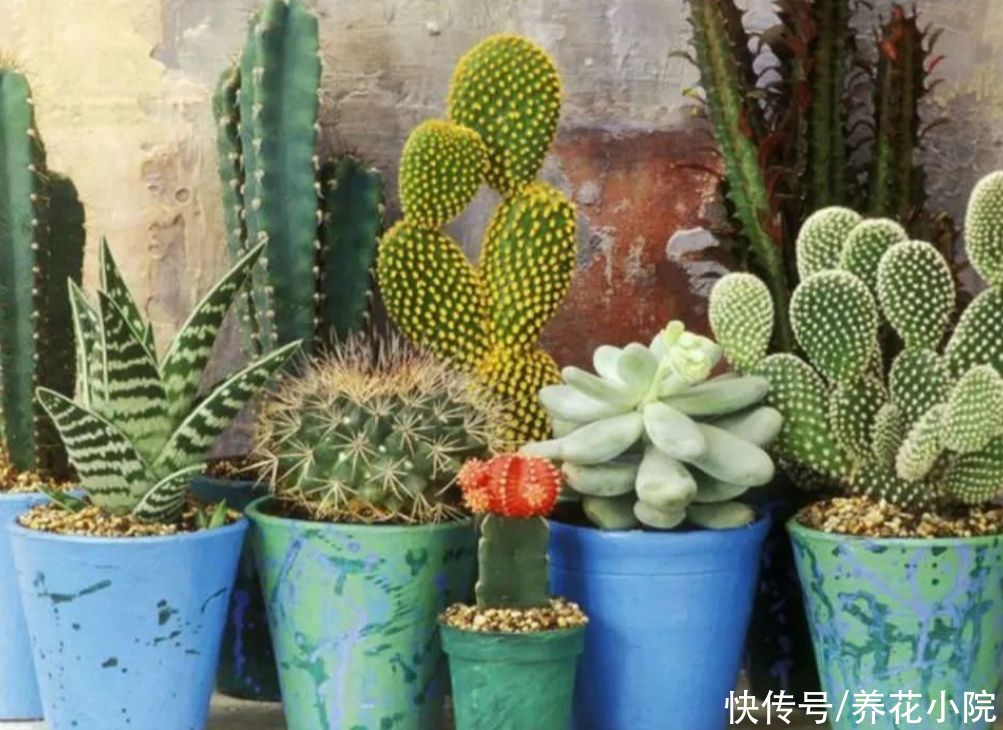 家里养4种“耐旱花”，冬天记得要控水，不然烂根又落叶