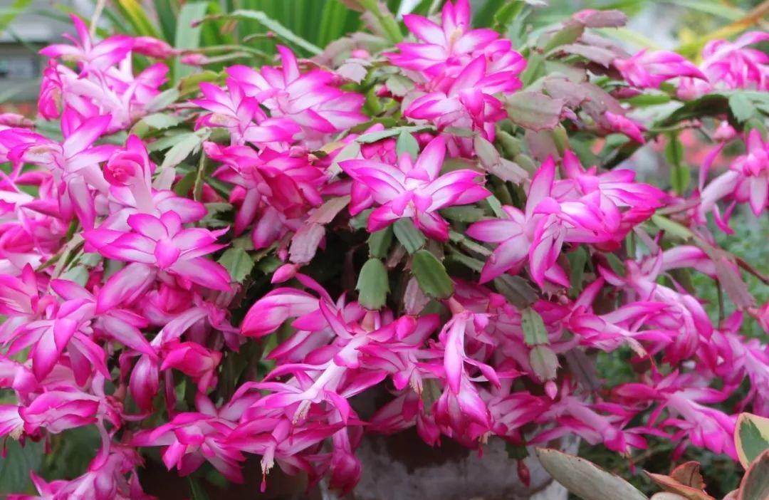 冬天花开之后从哪修剪,才能多开花?修剪后管理小技巧