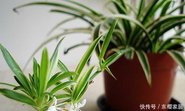 寒流|寒流来袭，花盆里撒1把过冬肥，根粗叶绿不怕冷，蹭蹭长