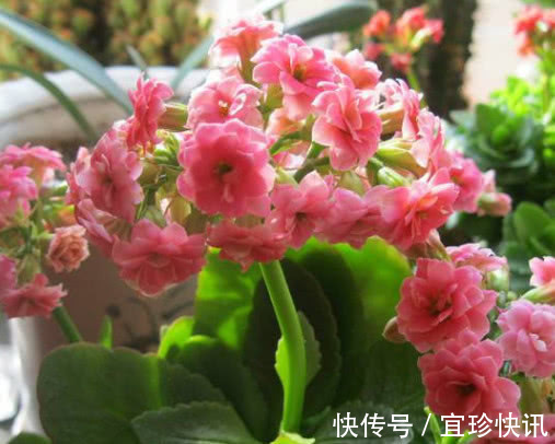 长寿花如何水培教你3个小妙招,水培的长寿花更加旺盛开花还多