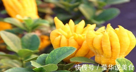 白刺果|想长寿要会吃,多吃的食物,降压减脂,净化血管,有益健康