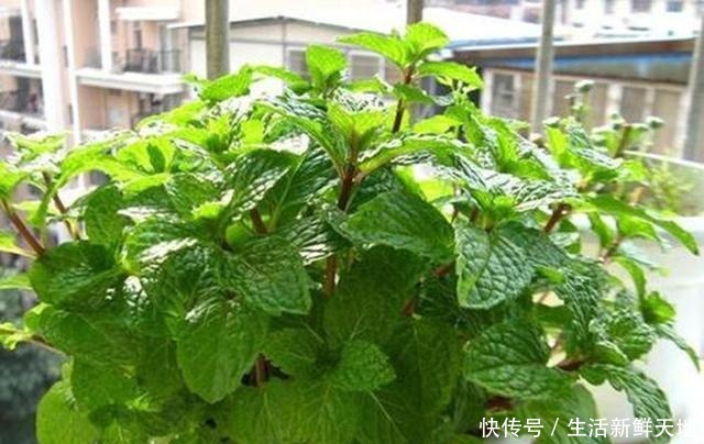 这2种花直接摆在阳台上,避免蚊虫飞进来,过夏无叮咬舒服多了!