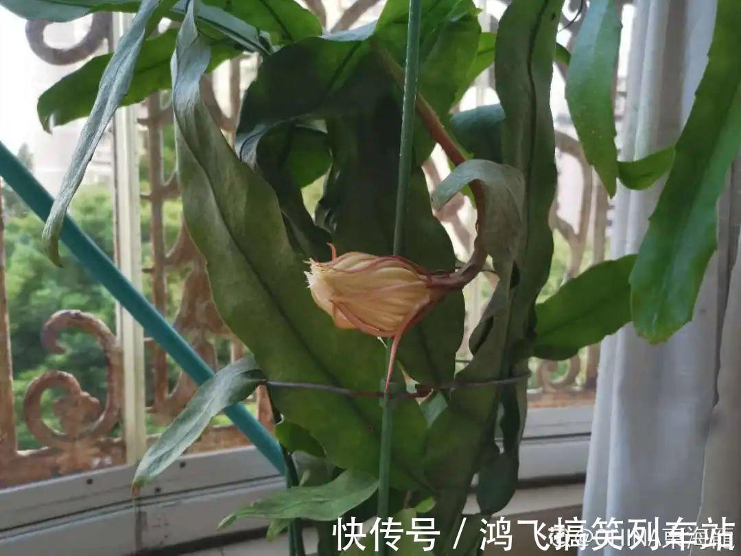 太阳花|养到烦人的花,盆都不够用,扔掉还很心疼