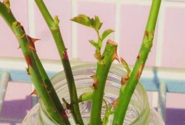 溶液|有5种万能“扦插水”,制作方便,不管什么插穗,只要一泡就生根