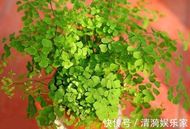 土壤|这10种花夏天“晒不得”,一见强光就黄叶,赶紧搬回家