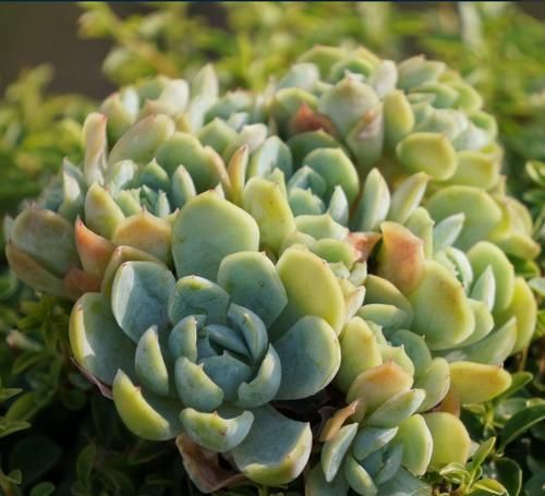 3种多肉，伏天越晒越美，夏天是它们的舞台，绽放绚丽色彩