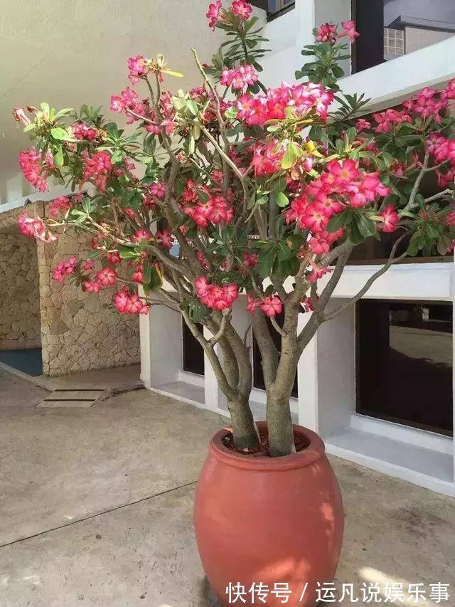 根茎部|5种漂亮花,喜欢“穷养”,挤在破盆里,能养30年