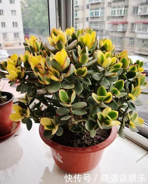 大腿|养了20年的玉树，杆子比大腿还粗，满树白花跟下雪了一样