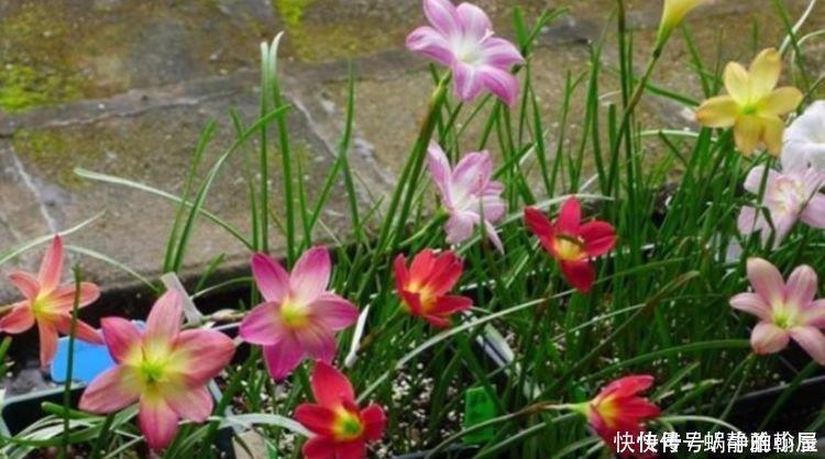 此花超漂亮，沾土就活，花朵迷人，阵阵花香，花朵大