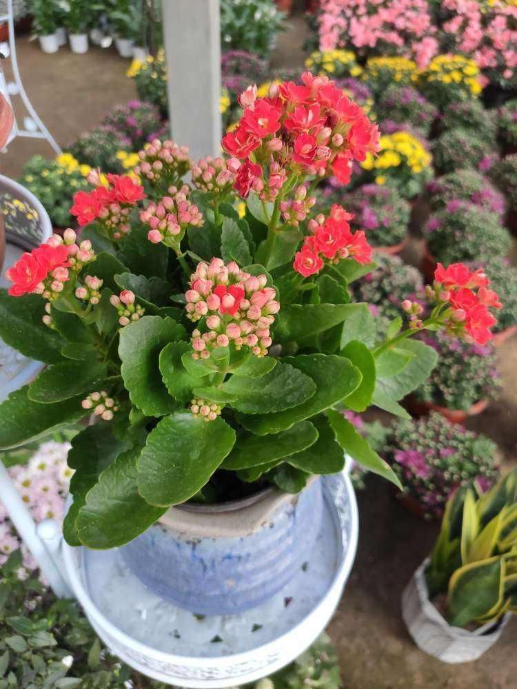花友|塑料袋可是养花好东西,套住长寿花,咕噜咕噜冒花苞