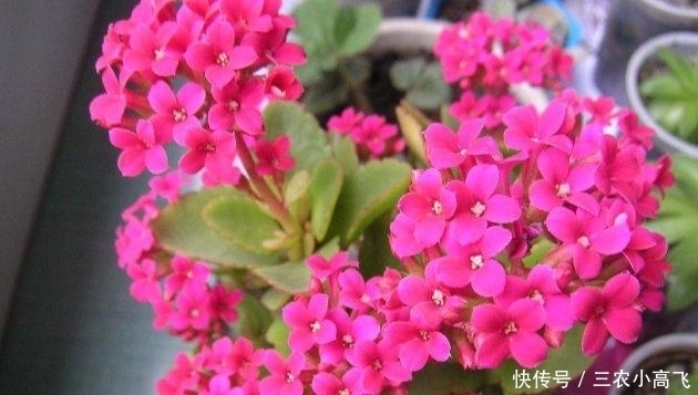  长寿花就该这样养, 阳台变成了烂漫“花海”!