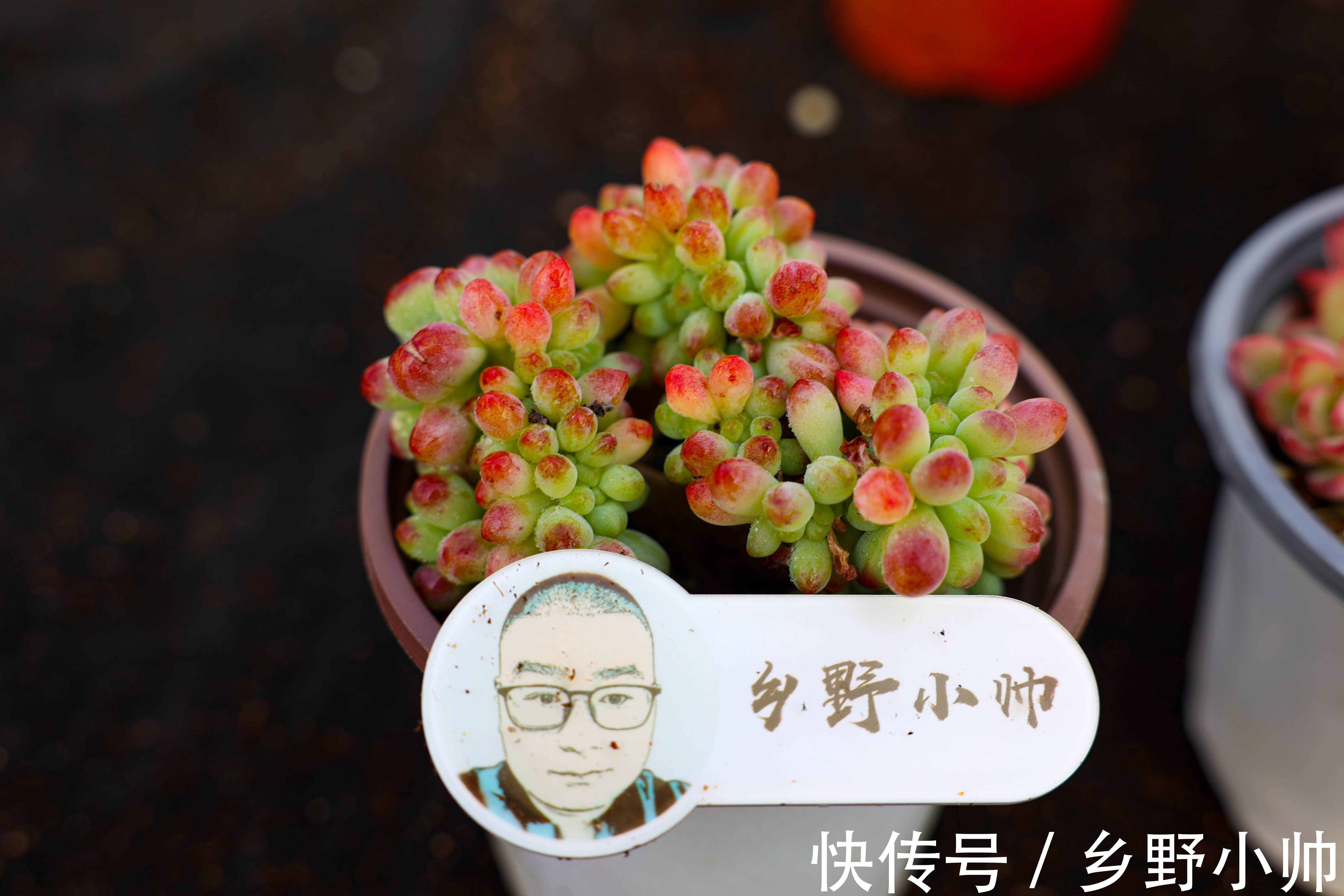 多肉叶片干瘪都是什么原因?从5点下手养护,收获冬季美肉