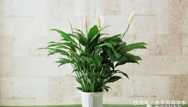 养花做好5步,新手变高手,养花不愁!