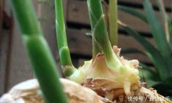生姜的好处有很多,直接在家里种一盆生姜,开发生姜酸可以多次吃