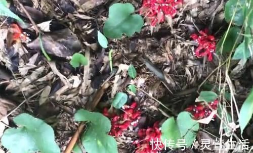 野菜|農村常見的“野人參”，被很多人家買來當人參的替代品，農村人卻當野菜吃