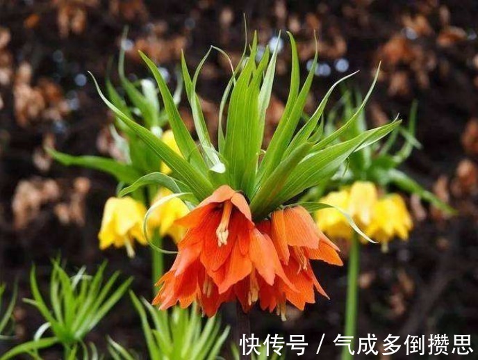 人际交往@此花花姿独特而艳丽,盛开时娇艳的花色引人注目,寓意有忍耐之意