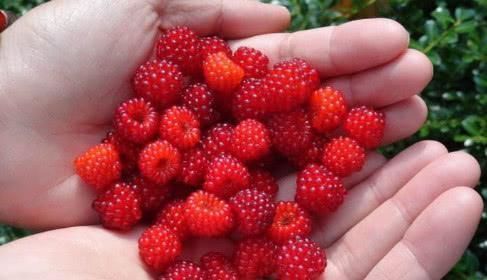 降脂|不想血管被堵死， 这些食物要常吃，清理血管垃圾，降压又降脂